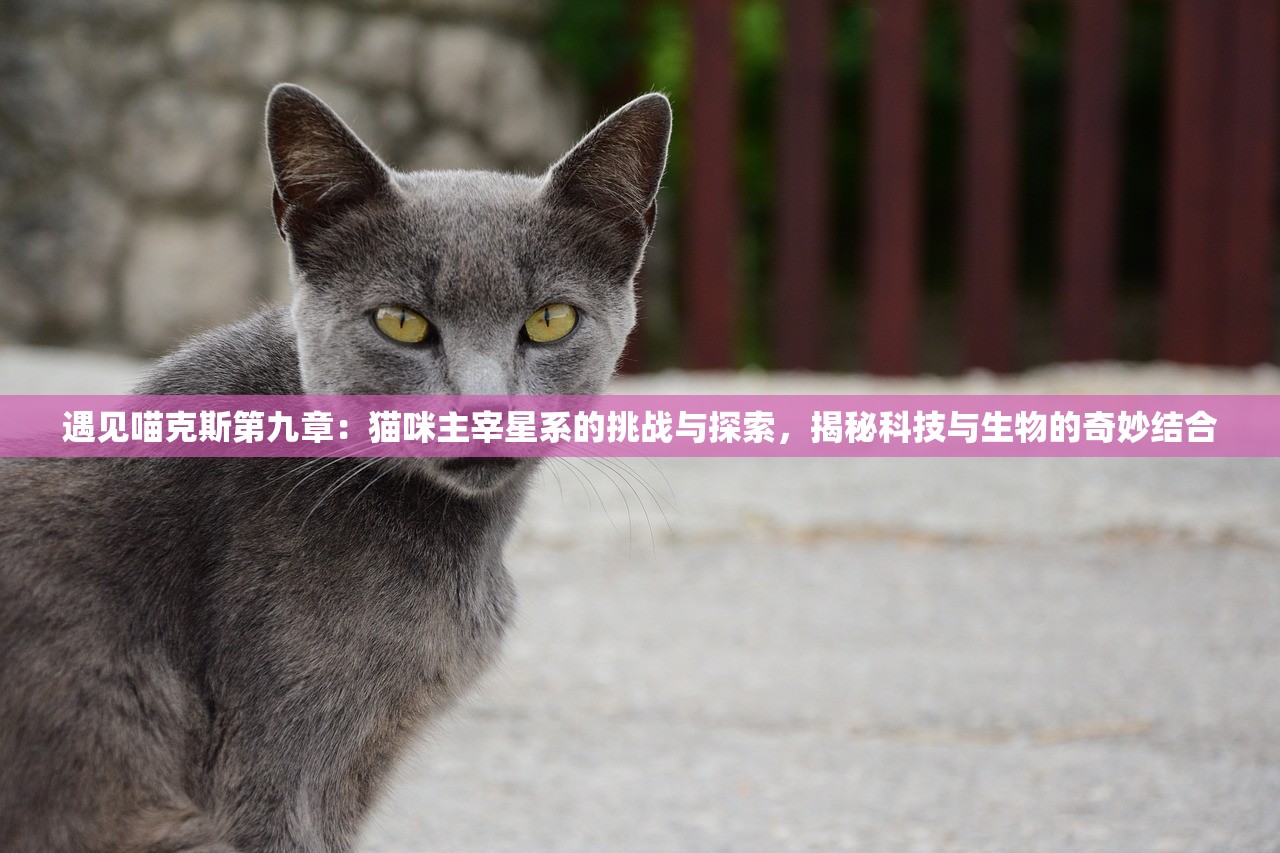 遇见喵克斯第九章：猫咪主宰星系的挑战与探索，揭秘科技与生物的奇妙结合