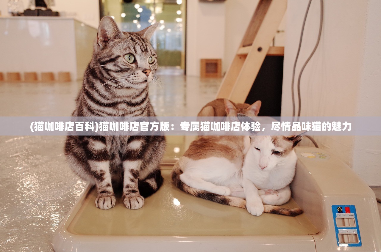 (猫咖啡店百科)猫咖啡店官方版：专属猫咖啡店体验，尽情品味猫的魅力