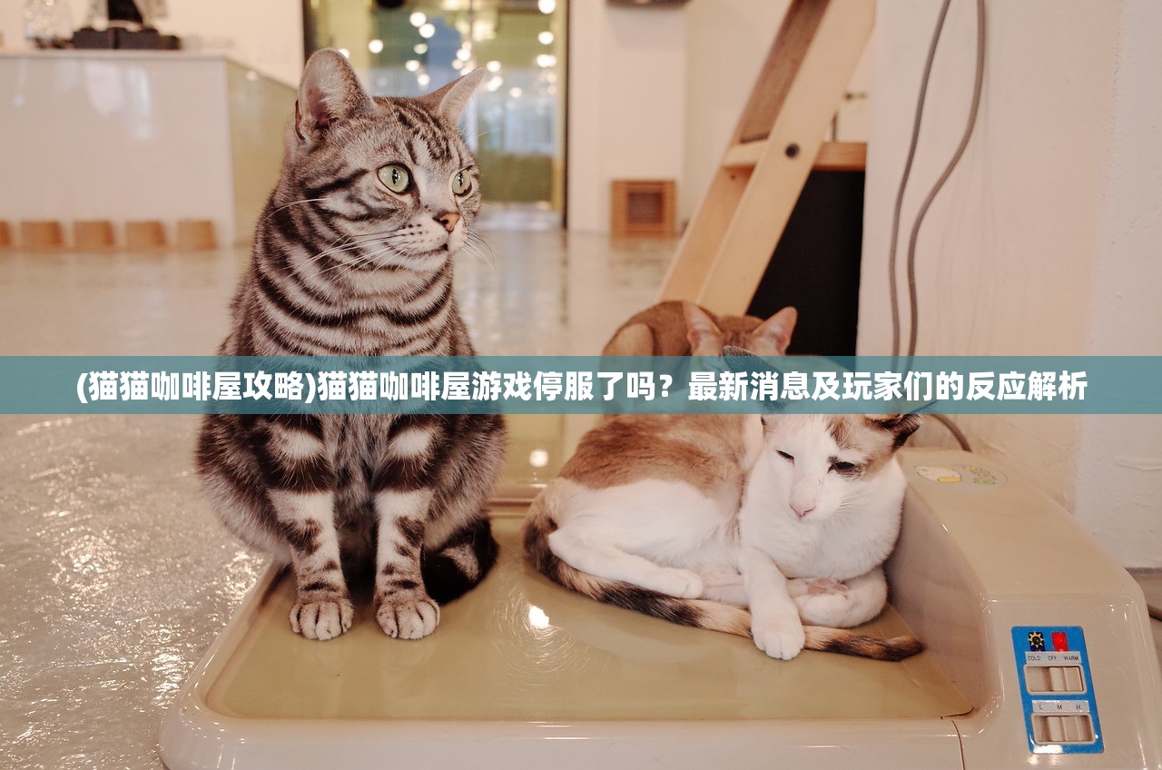 (猫猫咖啡屋攻略)猫猫咖啡屋游戏停服了吗？最新消息及玩家们的反应解析