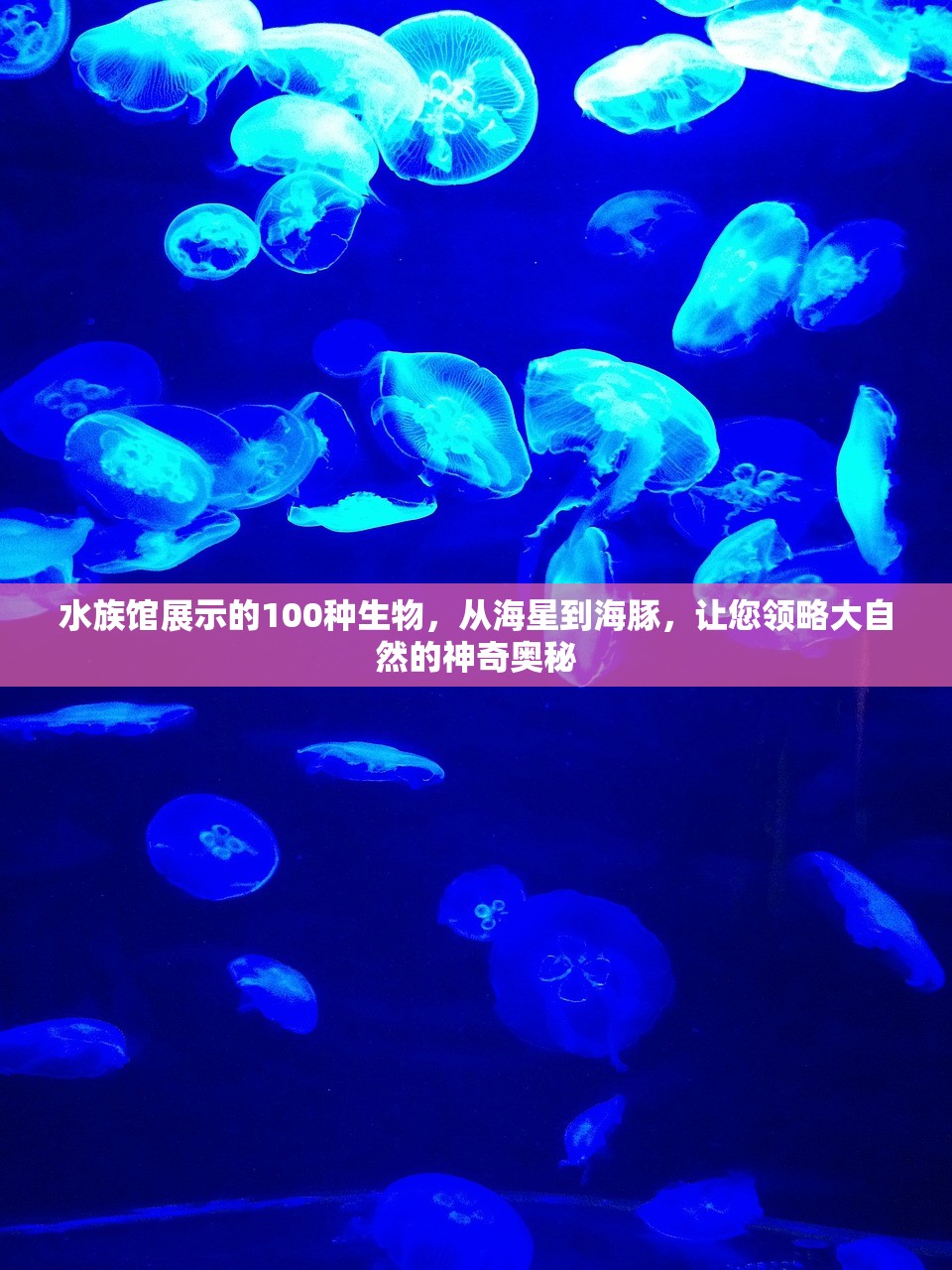 水族馆展示的100种生物，从海星到海豚，让您领略大自然的神奇奥秘