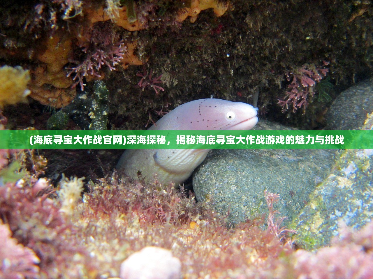 (海底寻宝大作战官网)深海探秘，揭秘海底寻宝大作战游戏的魅力与挑战