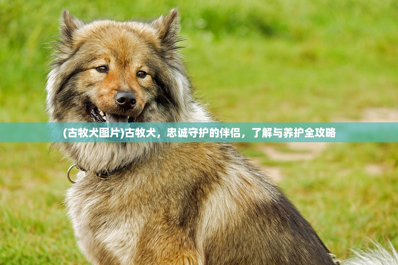 (古牧犬图片)古牧犬，忠诚守护的伴侣，了解与养护全攻略