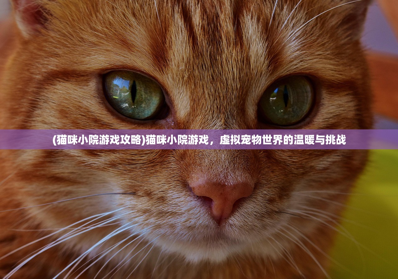 (猫咪小院游戏攻略)猫咪小院游戏，虚拟宠物世界的温暖与挑战