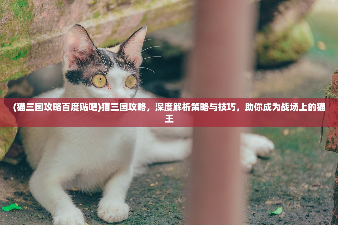 (猫三国攻略百度贴吧)猫三国攻略，深度解析策略与技巧，助你成为战场上的猫王