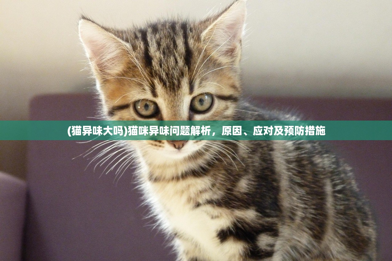 (猫异味大吗)猫咪异味问题解析，原因、应对及预防措施